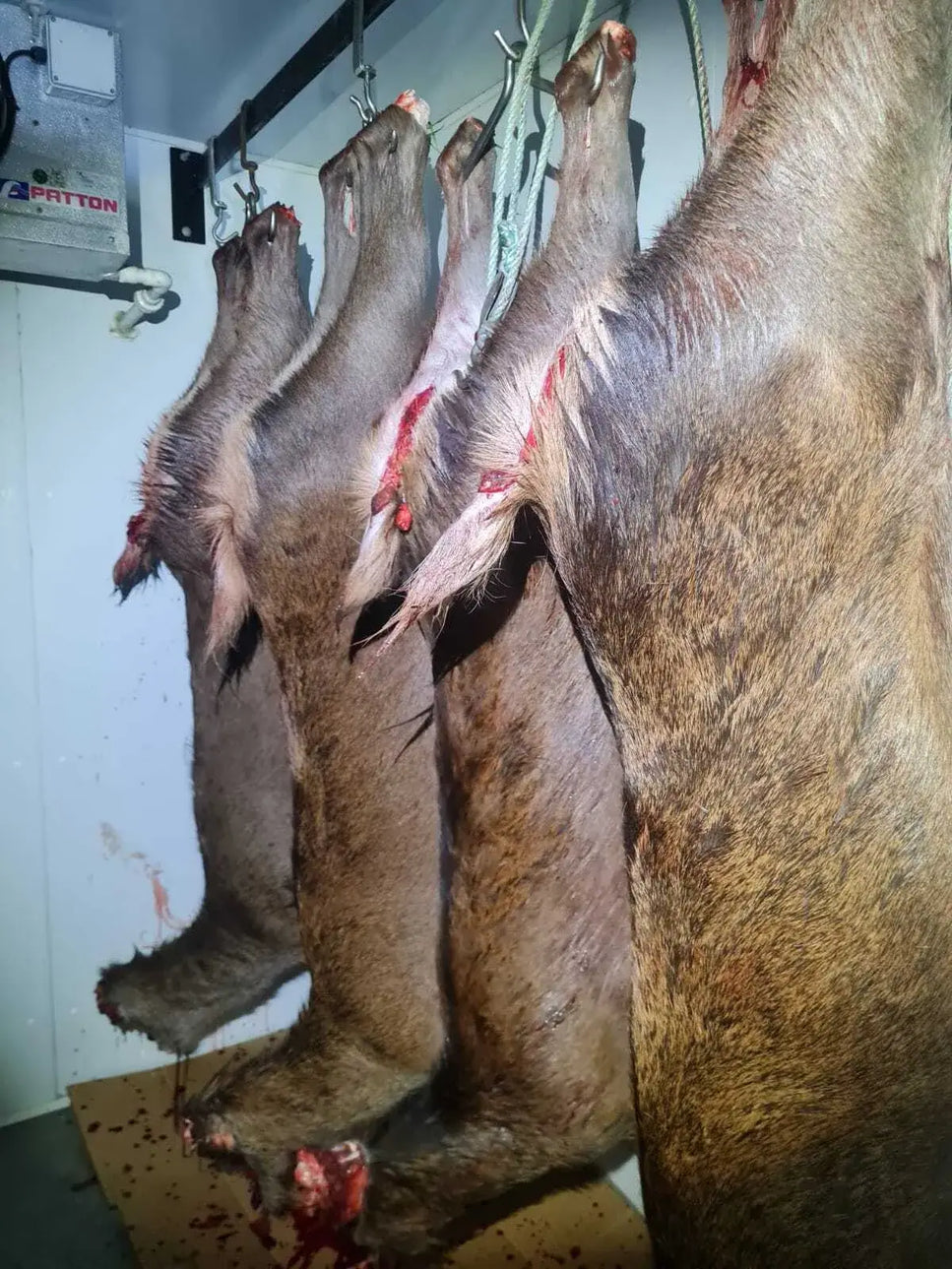 Wild-Game-Home-Kill-Butcher-Meat
